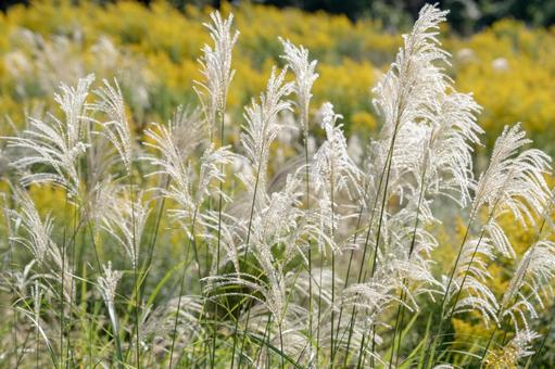 ススキ 自然,風景,すすきの写真素材