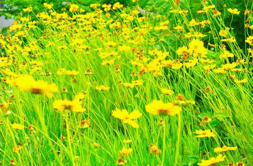 Photo, spring, flower, yellow, 