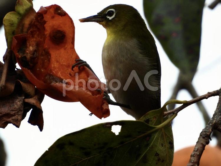 柿の皮につかまり食むメジロ 鳥,野鳥,メジロの写真素材