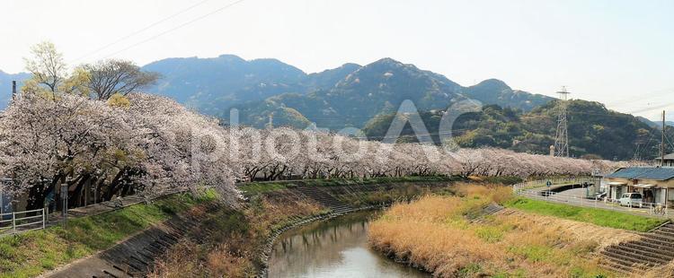 春爛漫　桜並木の連続の風景 さくら,桜,サクラの写真素材