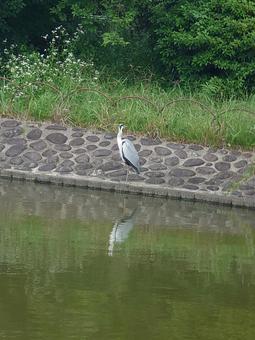 アオサギ アオサギ,鳥,自然の写真素材