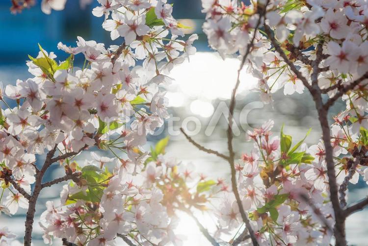 桜と川と光 桜,ソメイヨシノ,大阪の写真素材
