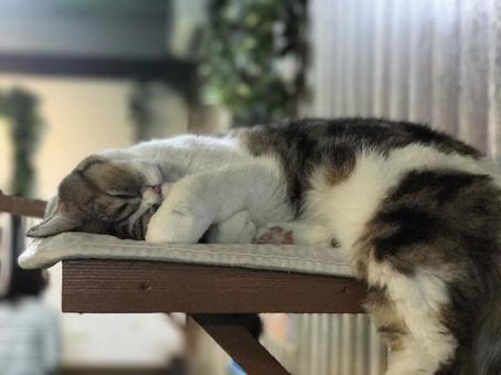 猫 猫の写真