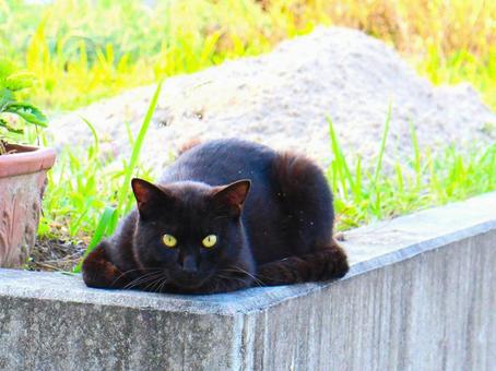 日本の猫 日本の猫の写真