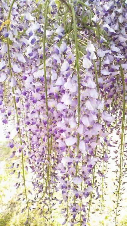 しだれ藤の接写 花,植物,自然の写真素材