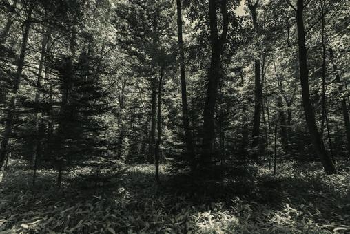 森の奥深く 森の奥深くの写真