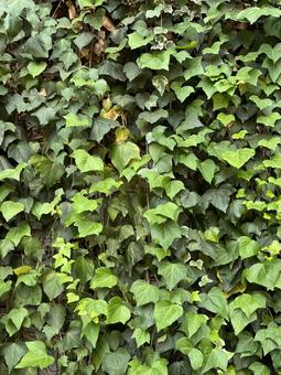 Ivy, JPG Ivy, JPG