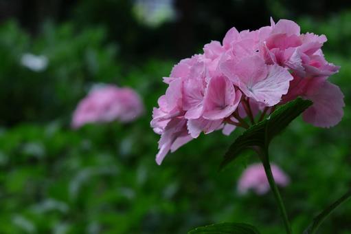 Photo, hydrangea, flower, hydrangea plant, 