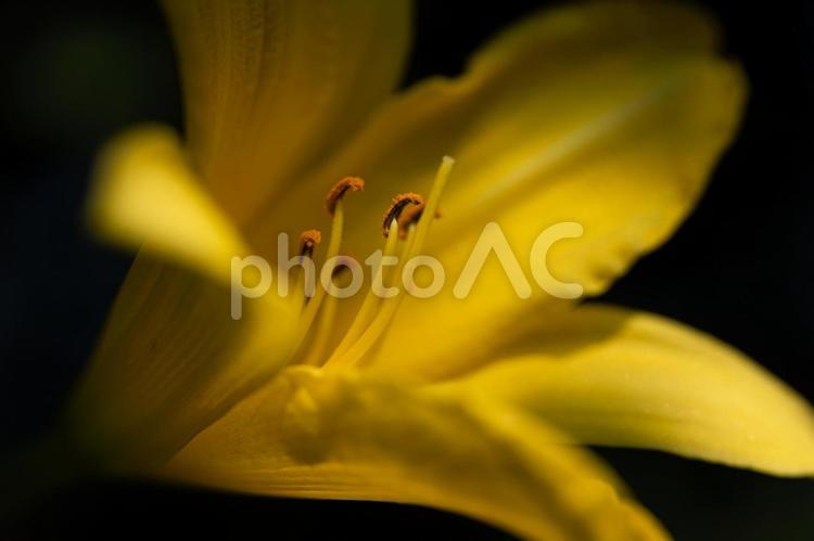 暗闇の百合 花,百合,ユリの写真素材