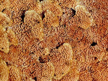 キノコのひだ キノコのひだ キノコ,密集,ひだの写真素材