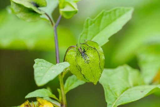 オオセンナリ⑸ オオセンナリ,花柄,植物の写真素材