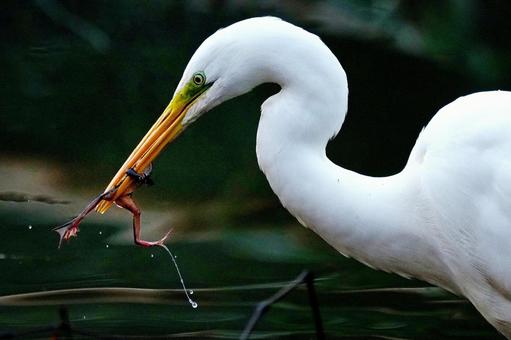 蛙を獲ったダイサギ 蛙を獲ったダイサギの写真