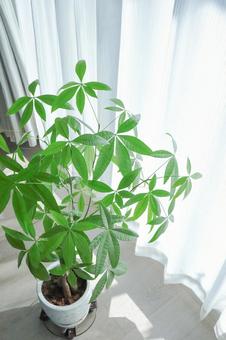 窓辺のパキラ 観葉植物,グリーン,植物の写真素材