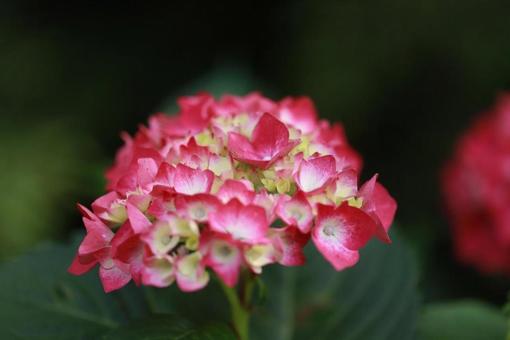 紫陽花 赤白 紫陽花 赤白の写真