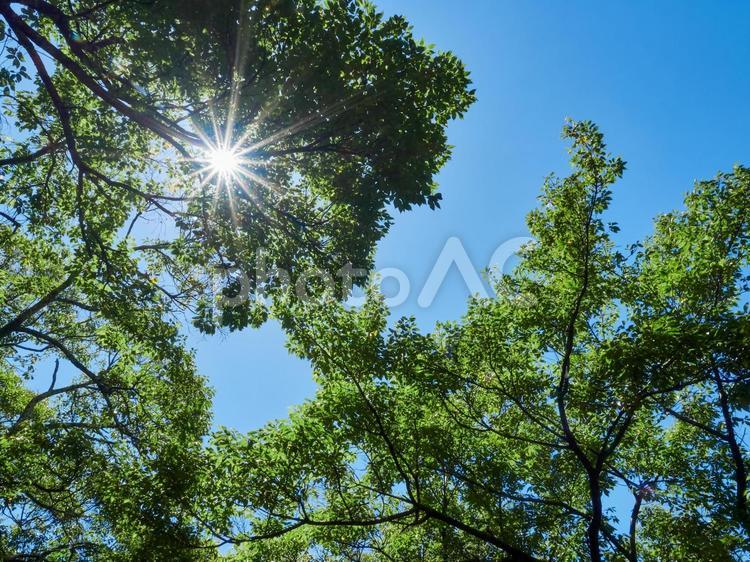夏、太陽の光芒と青空・緑の葉と木々 夏,太陽,光芒の写真素材