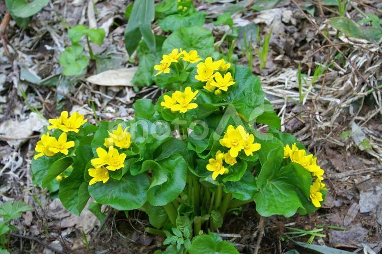 黄金に輝く、大自然のエゾノリュウキンカ 自然,野草,エゾノリュキンキンカの写真素材