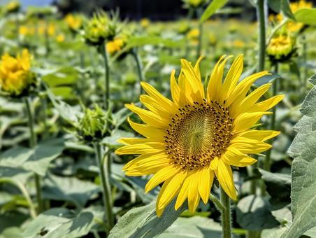 咲き始めの向日葵畑 咲き始めの向日葵畑 植物,花,ひまわりの写真素材