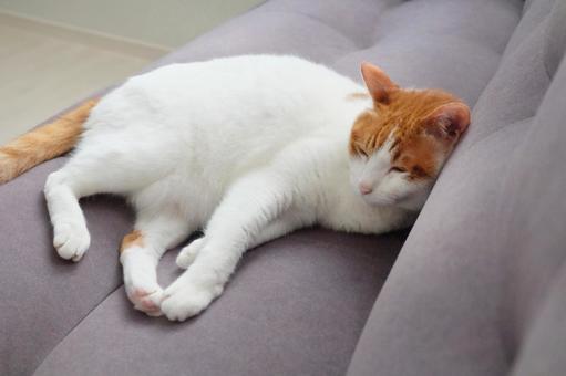 ソファと猫_03 ソファと猫_03 猫画像,ねこ写真,ソファの写真素材