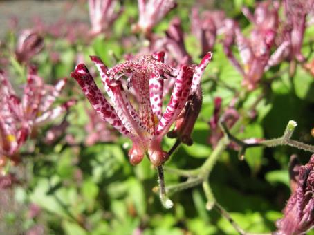 ホトトギス・杜鵑草　マクロ ホトトギス,草花,斑点模様の写真素材