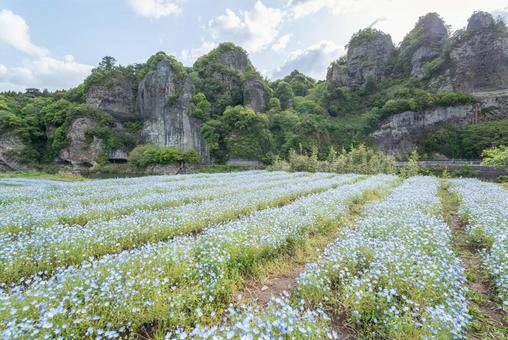 大分県のネモフィラ畑と青の洞門 大分県のネモフィラ畑と青の洞門 土壌,風景,フィールドの写真素材