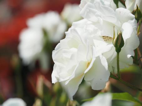 薔薇 薔薇の写真