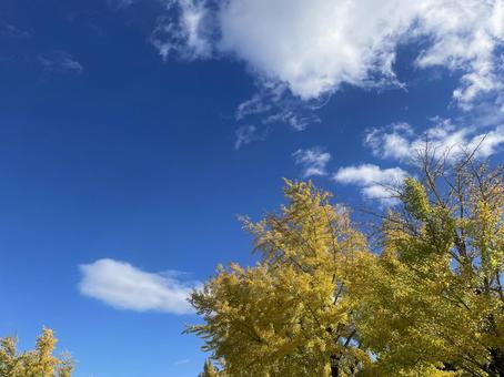 青空とイチョウ 青空,銀杏,イチョウの写真素材