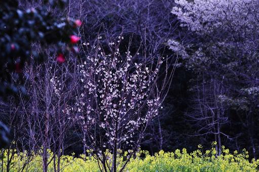 桜と菜の花が美しい春の風景 春,桜,菜の花の写真素材