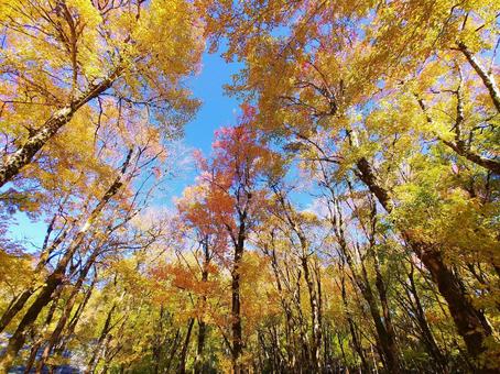 秋の紅葉林/トウカエデ林 紅葉,秋,紅葉林の写真素材