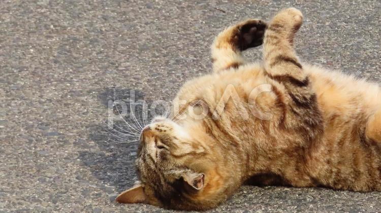 寝転んであざとさ全開のもふもふ猫様 猫,キジトラ,へそ天の写真素材