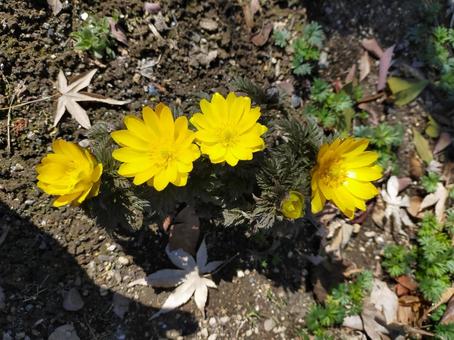 福寿草という花 福寿草,花,フクジュソウの写真素材