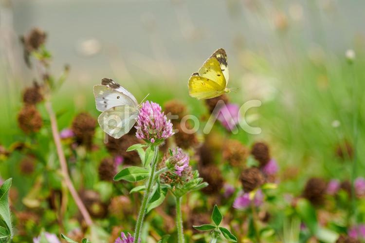 モンキチョウの求愛行動⒀ 蝶,モンキチョウ,昆虫の写真素材