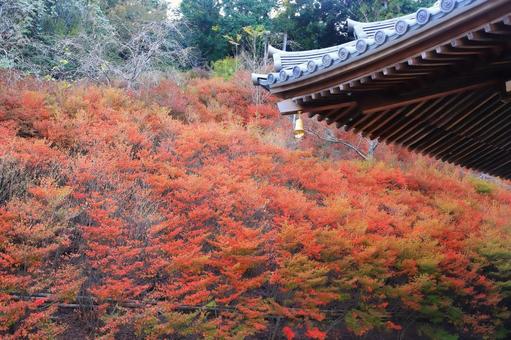 赤く色づくドウダンツツジ（吞山観音寺） ドウダンツツジ,ツツジ,紅葉の写真素材