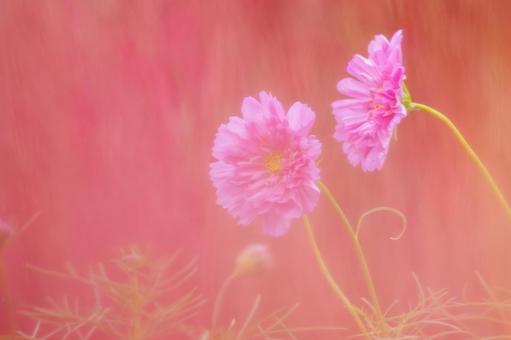 コスモス(40) 花,コスモス,アキザクラの写真素材