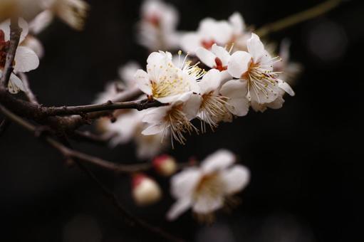 梅林公園 29 梅の花 梅林公園 29 梅の花の写真