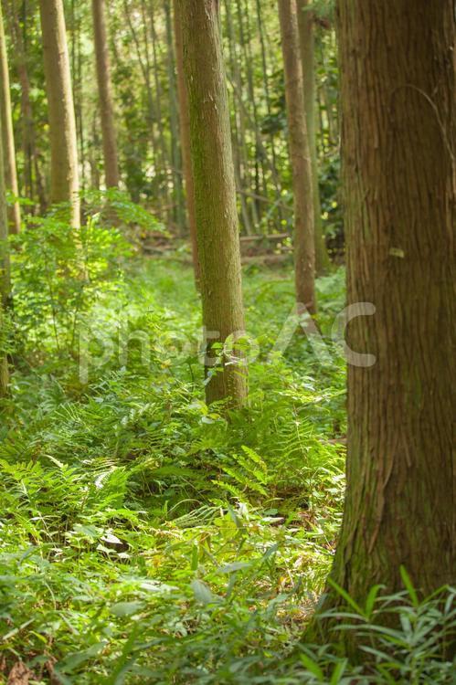 森林の風景2 森林,緑,植物の写真素材