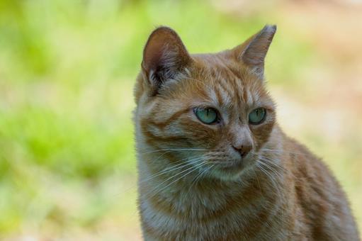 猫(183) 猫(183) 猫,食肉目,ネコ科の写真素材