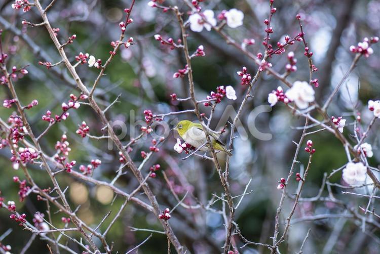 桜の木にとまるメジロ 桜,さくら,サクラの写真素材