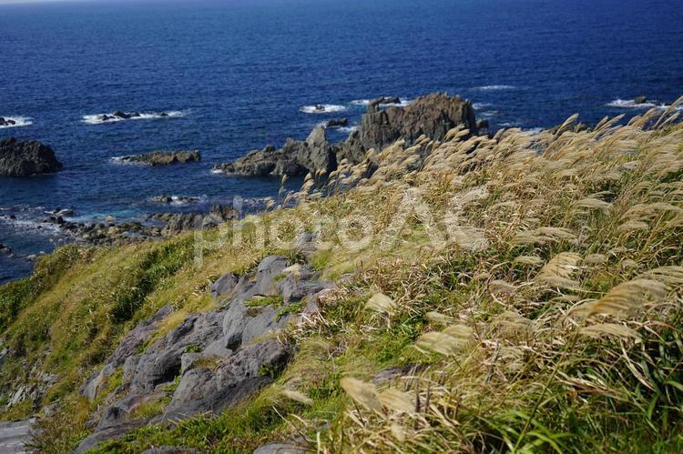 すすき　風景１０ すすき,ススキ,薄の写真素材