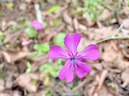ムシトリナデシコ 02 虫取り撫子,ムシトリナデシコ,花の写真素材