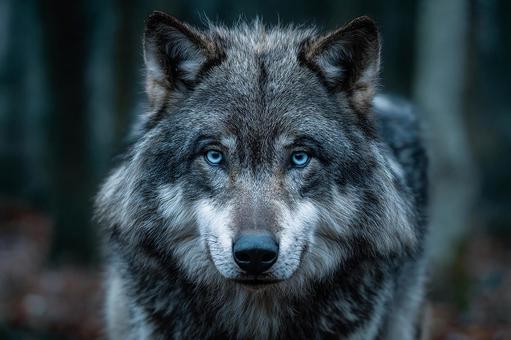 厳しい自然を生き抜く、精悍なオオカミ 厳しい自然を生き抜く、精悍なオオカミの写真