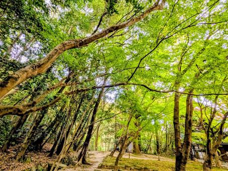 龍野公園 秋なのに春の新緑みたい 龍野公園 秋なのに春の新緑みたい 新緑,秋,自然の写真素材