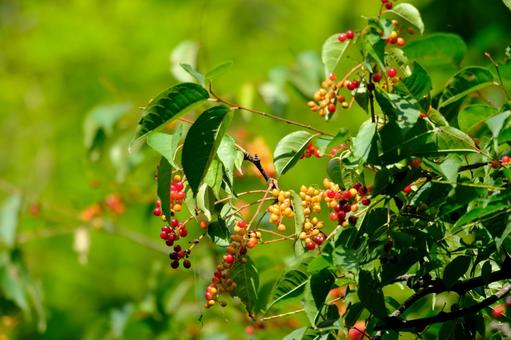 Photo, uwa mizakura, gray's bird cherry, rose family, 