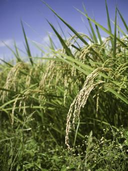 たわわに実る稲穂 稲穂,稲,秋の写真素材