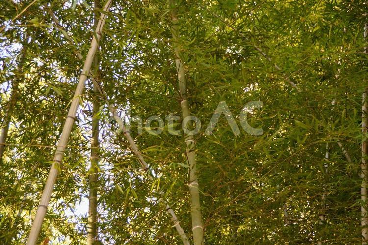 竹林と木洩れ日 竹林,竹,緑の写真素材