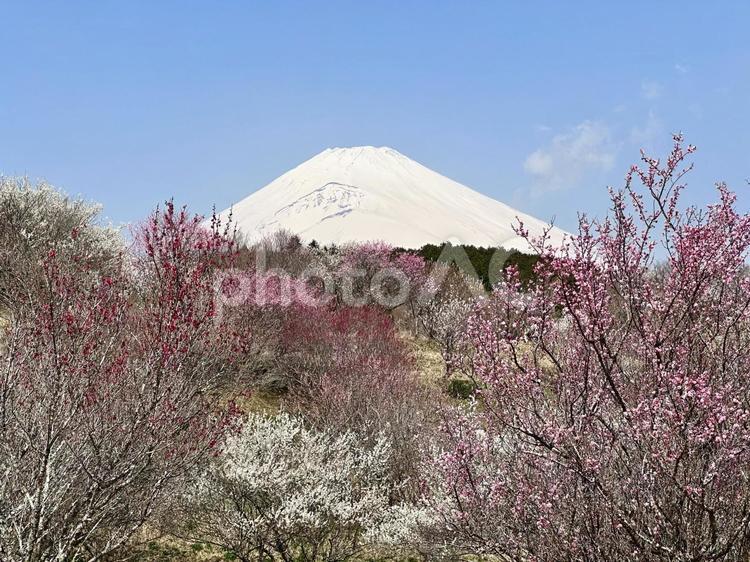 鮮やかな梅の花と真っ白な富士山 富士山,梅,ウメの木の写真素材