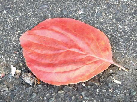 【風景写真】晩秋の風景 落ち葉,植物,季節の写真素材
