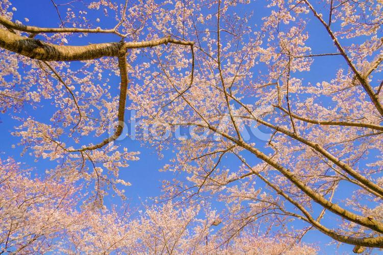 満開の桜と晴天の青空（調布飛行場） 桜,青空,晴天の写真素材