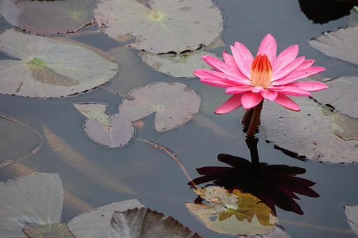 スイレン スイレン 睡蓮,花,湖の写真素材