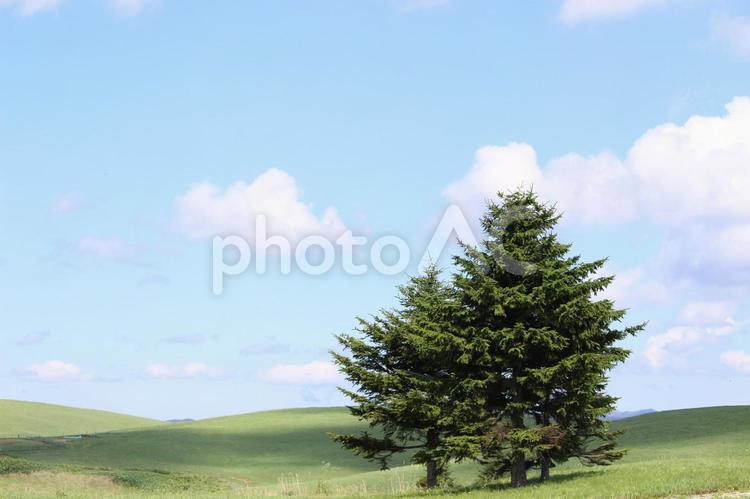 草原の木 自然,草,風景の写真素材