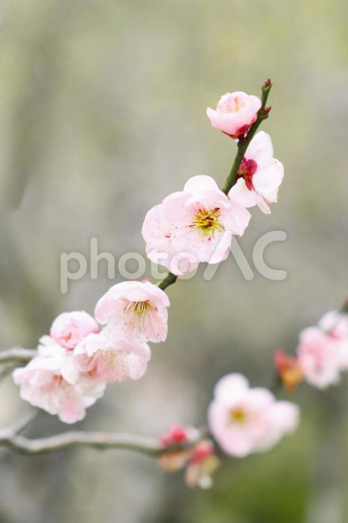 春の風景　梅の花　アップ 梅,梅林,ピンクの写真素材